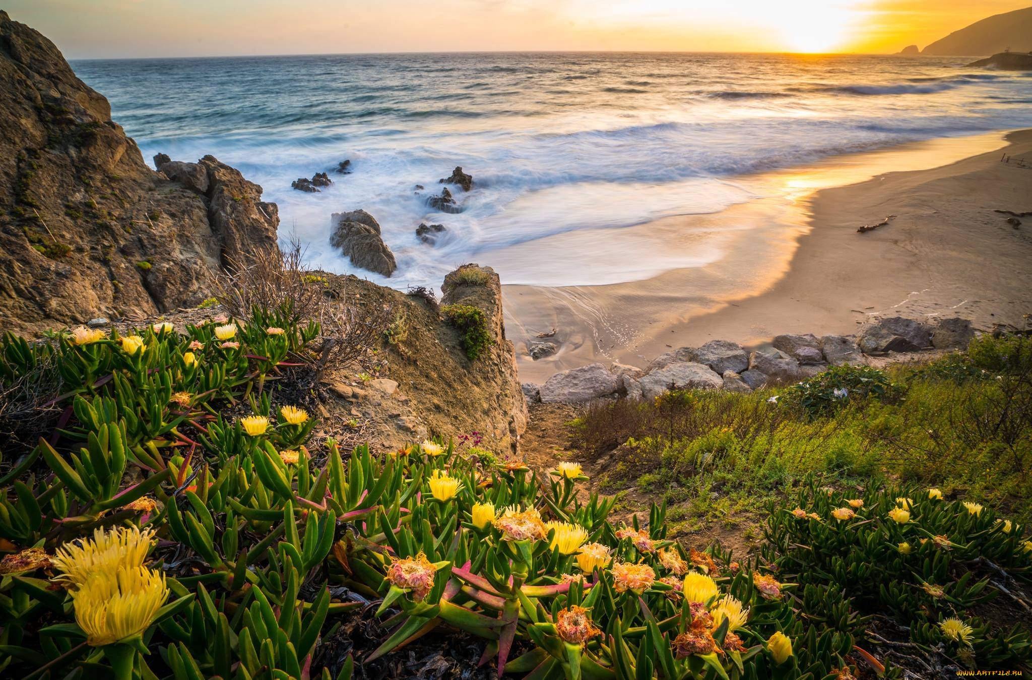 Flower beach. Цветы и море. Цветы на берегу моря. Море закат цветы. Море пляж цветы.